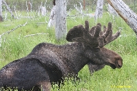 wildlife center - moose