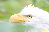 wildlife center - eagle