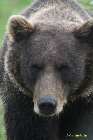 wildlife center - black bear