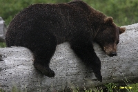 wildlife center - grizzly bear