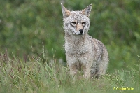 wildlife center - coyote