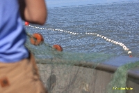 salmon nets